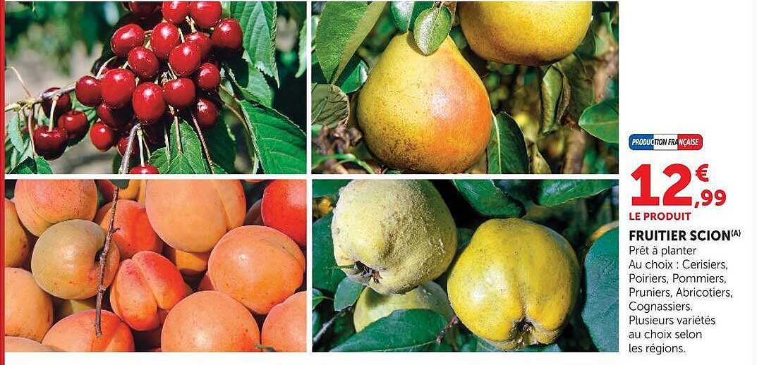 FRUITIER SCION(A)