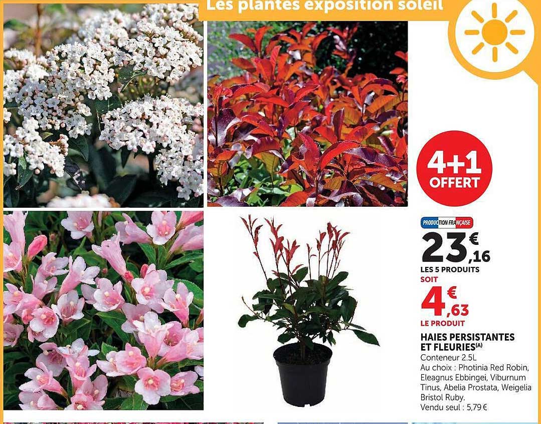 Les plantes exposition soleil