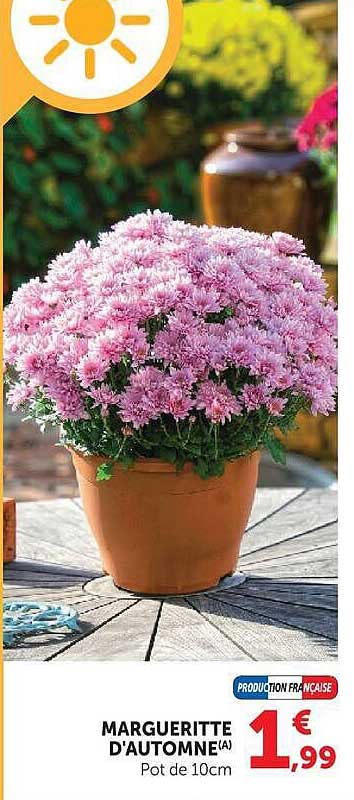 MARGUERITTE D'AUTOMNE(A) Pot de 10cm
