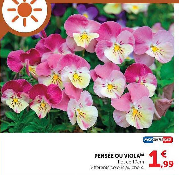 PENSÉE OU VIOLA(A)