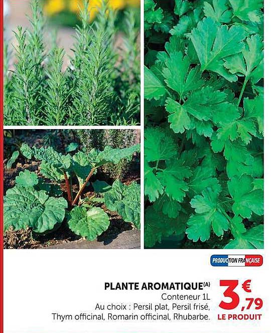 PLANTE AROMATIQUE(A)