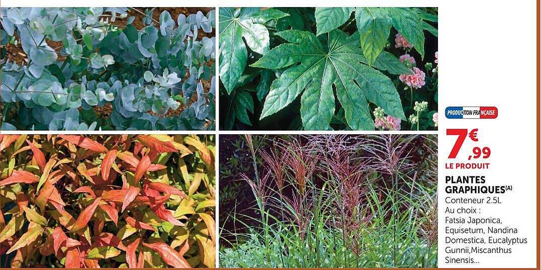 PLANTES GRAPHIQUES(A)