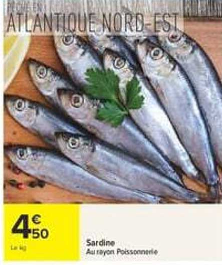Sardine