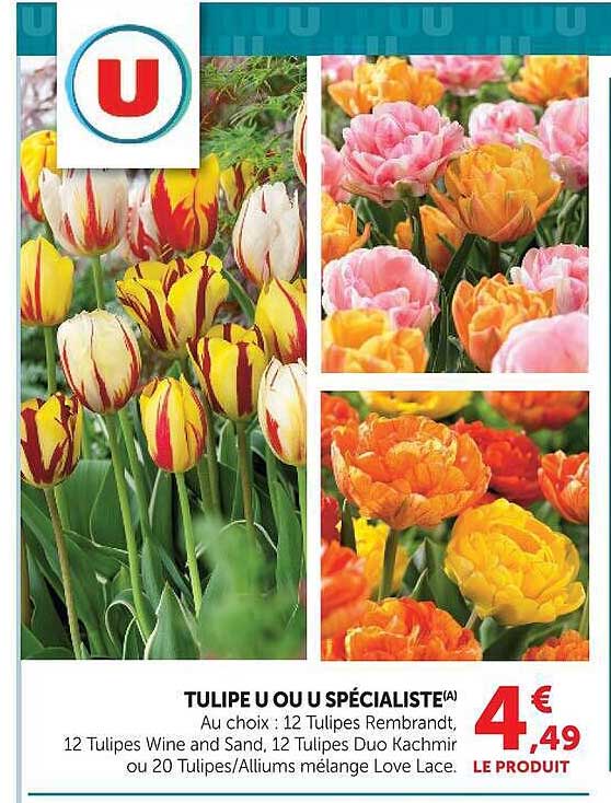 TULIPE U OU U SPÉCIALISTE(A)