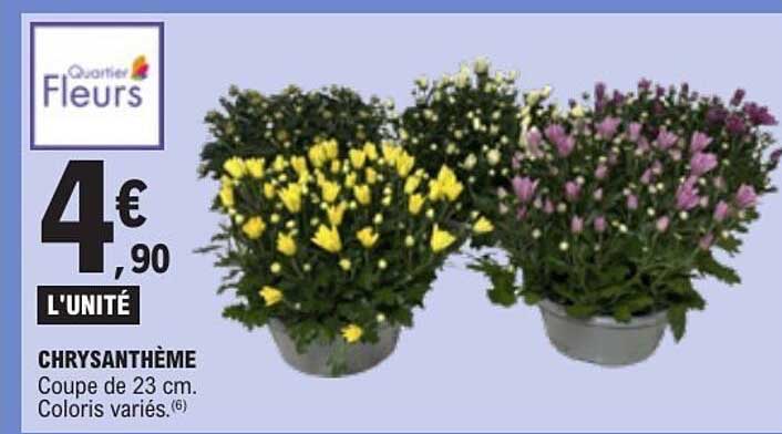 CHRYSANTHÈME