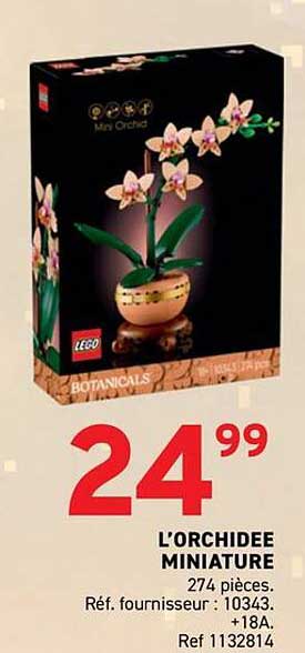 L'ORCHIDEE MINIATURE