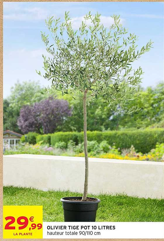Promo Olivier Tige Pot 10 Litres chez Intermarché Hyper - 123Catalogue.fr