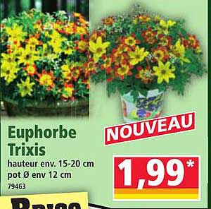 Euphorbe Trixis
