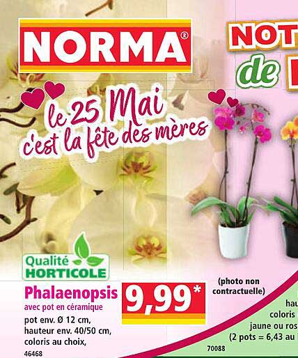 Phalaenopsis