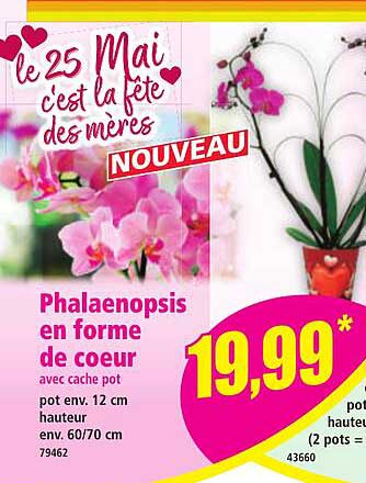 Phalaenopsis en forme de coeur