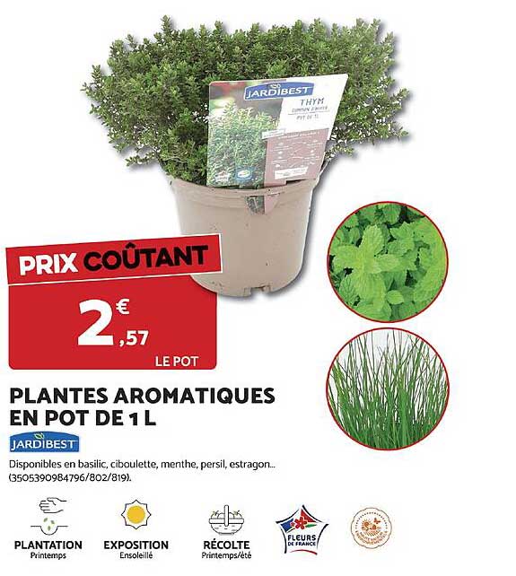 PLANTES AROMATIQUES EN POT DE 1 L