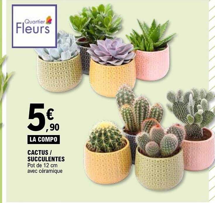 CACTUS / SUCCULENTES