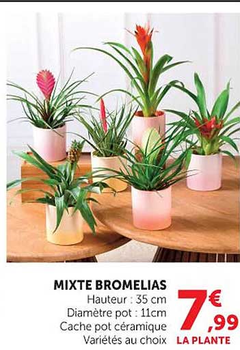 MIXTE BROMELIAS
