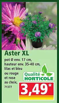 Aster XL