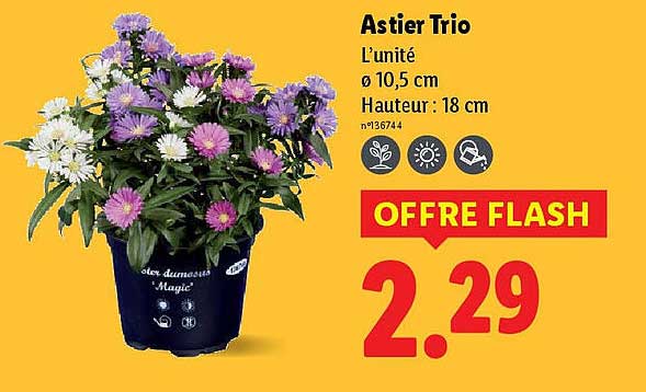 Astier Trio