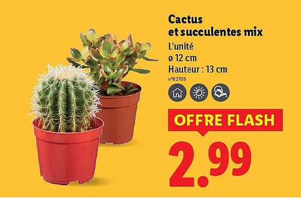Cactus et succulentes mix