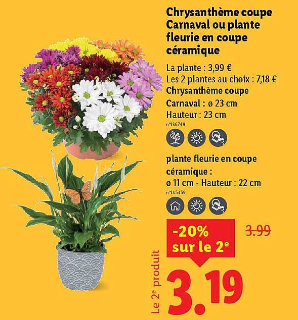 Chrysantème coupe Carnaval ou plante fleurie en coupe céramique