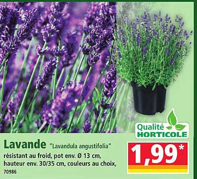 Lavande "Lavandula angustifolia"