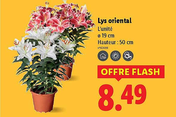 Lys oriental