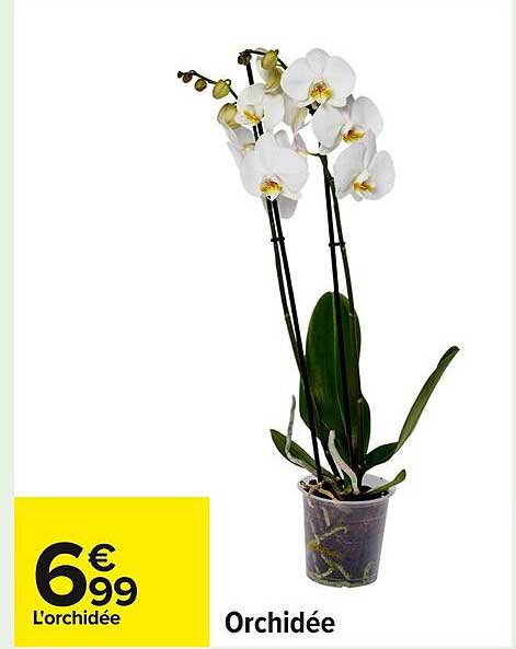 Orchidée