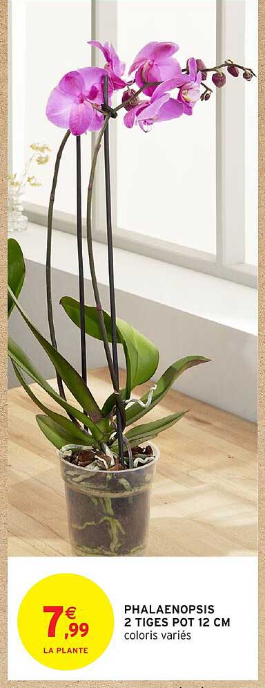 PHALAENOPSIS 2 TIGES POT 12 CM coloris variés