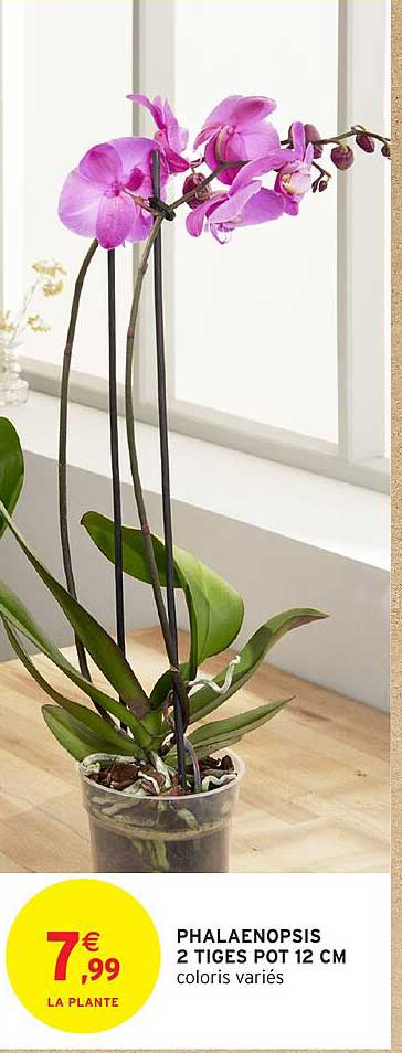 PHALAENOPSIS 2 TIGES POT 12 CM coloris variés