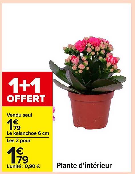 Plante d'intérieur - Kalanchoé 6 cm