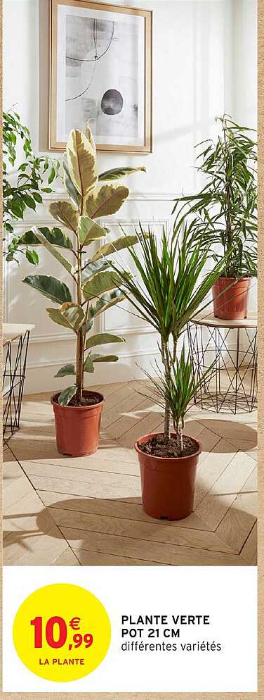 PLANTE VERTE POT 21 CM différentes variétés