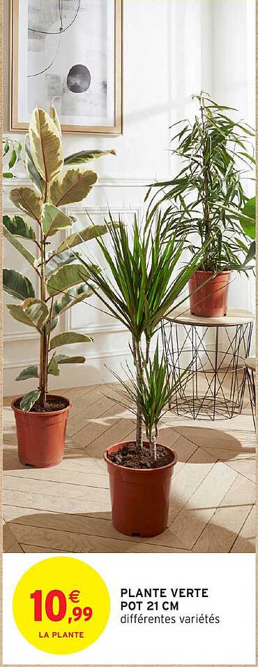 PLANTE VERTE POT 21 CM différentes variétés
