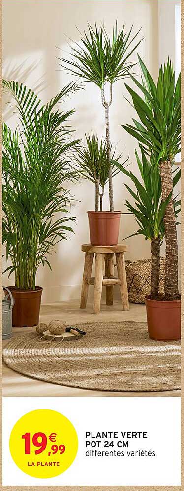 PLANTE VERTE POT 24 CM différentes variétés
