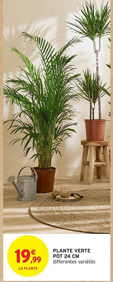 PLANTE VERTE POT 24 CM différentes variétés