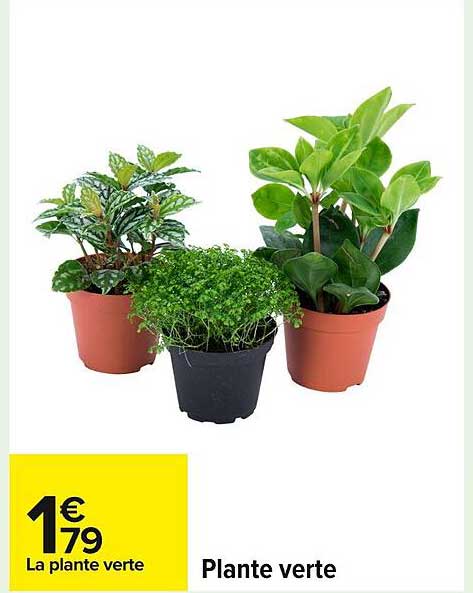 Plante verte