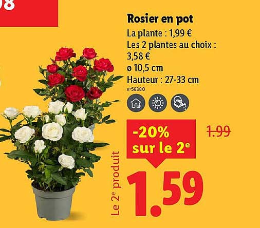 Rosier en pot