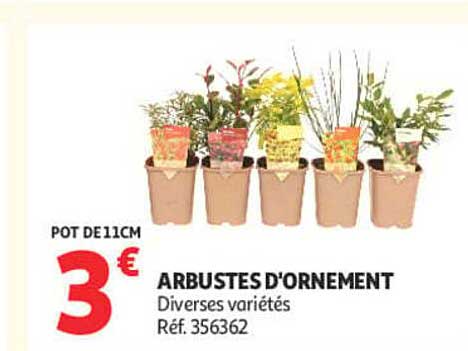 ARBUSTES D'ORNEMENT
