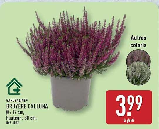 BRUYÈRE CALLUNA
