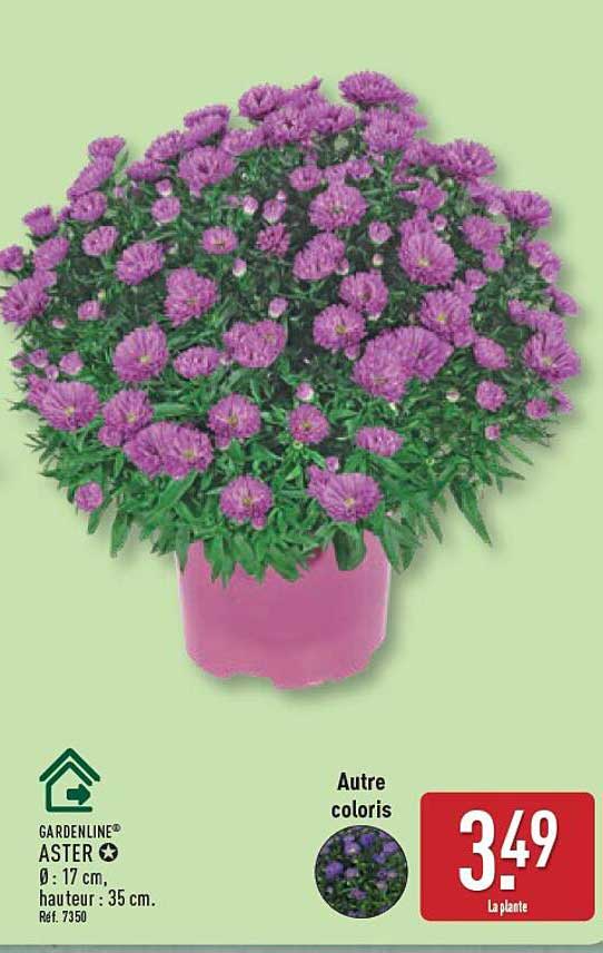 GARDENLINE® ASTER Ø: 17 cm, hauteur : 35 cm. Réf. 7350