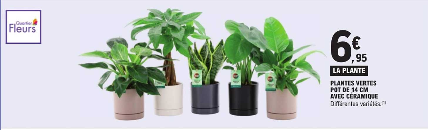 LA PLANTE