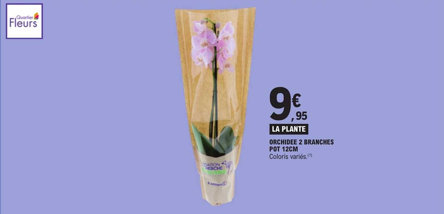 LA PLANTE ORCHIDEE 2 BRANCHES POT 12CM