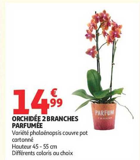 ORCHIDÉE 2 BRANCHES PARFUMÉE