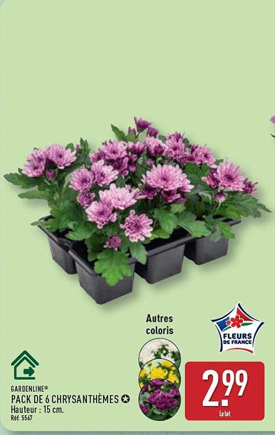 PACK DE 6 CHRYSANTHÈMES