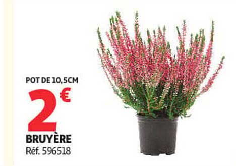 POT DE 10,5CM BRUYÈRE Réf. 596518
