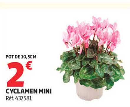 POT DE 10,5CM CYCLAMEN MINI Réf. 437581