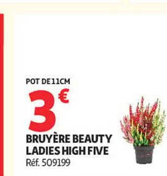 POT DE11CM BRUYÈRE BEAUTY LADIES HIGH FIVE Réf. 509199