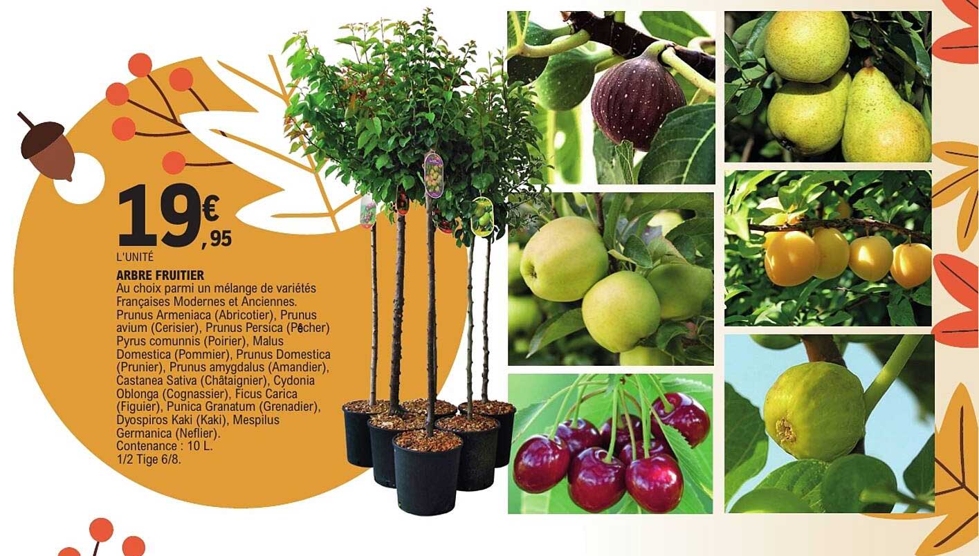 ARBRE FRUITIER