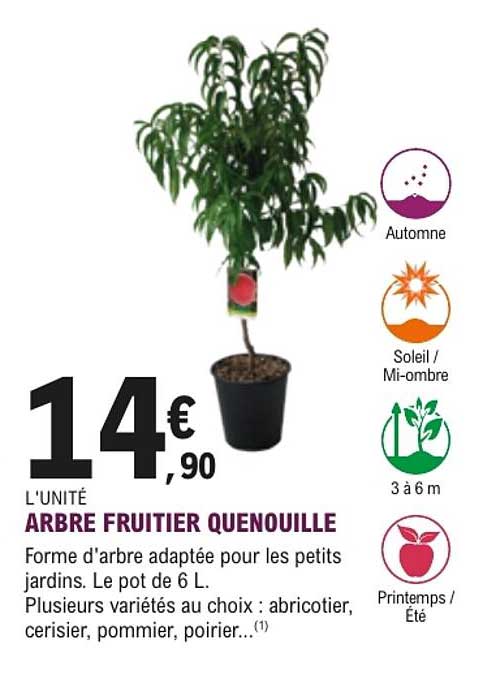 ARBRE FRUITIER QUENOUILLE
