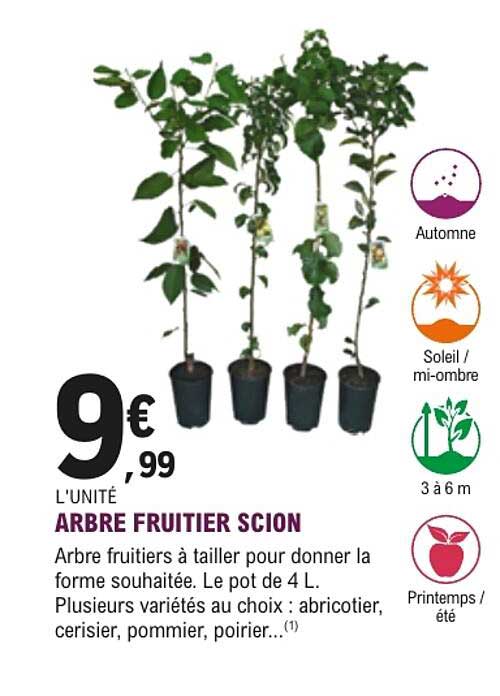 ARBRE FRUITIER SCION