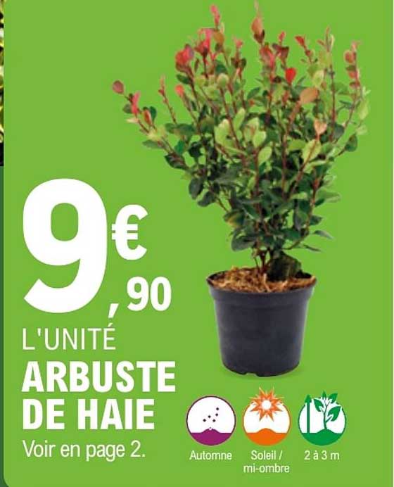 ARBUSTE DE HAIE