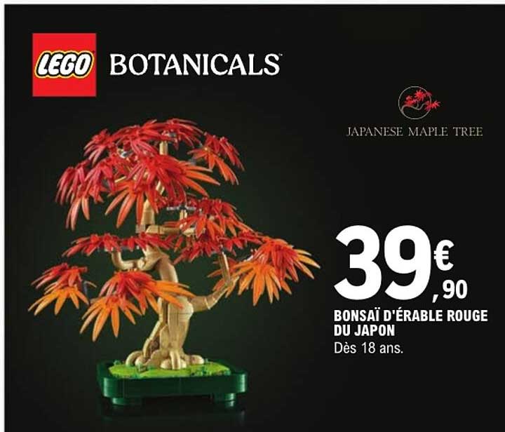 Bonsaï d’érable rouge du Japon