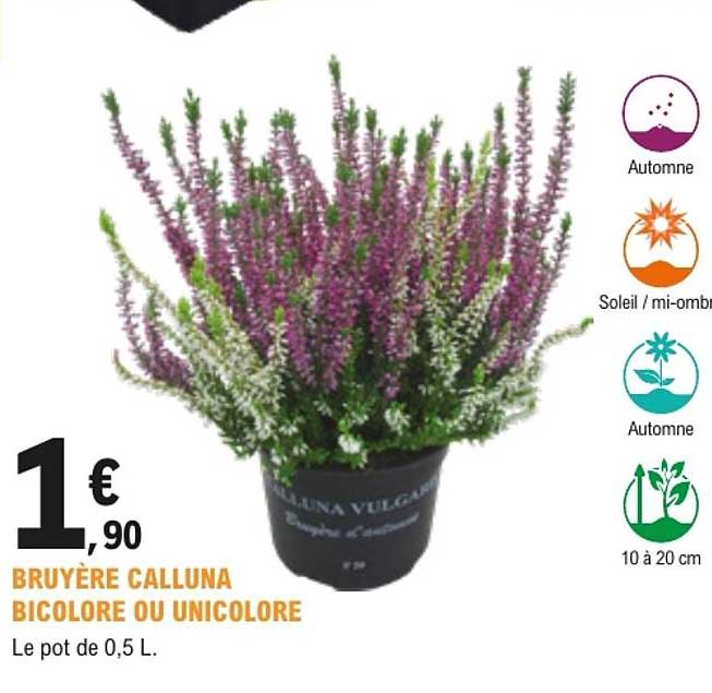 BRUYÈRE CALLUNA BICOLORE OU UNICOLORE