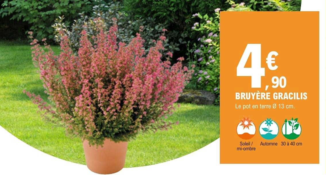 BRUYÈRE GRACILIS